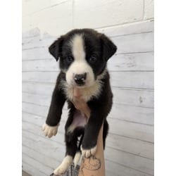Photo of A597727, adoptable Australian Shepherd in San Bernardino, California