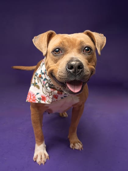 Photo of Valerie, adoptable dog in Atlanta, Georgia
