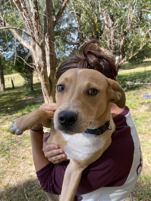 Photo of Luke, adoptable Unknown breed (medium coat) in Ridgefield, Connecticut