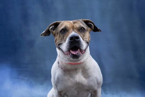 Photo of Loreta, adoptable Pit Bull Terrier in Los Angeles, California