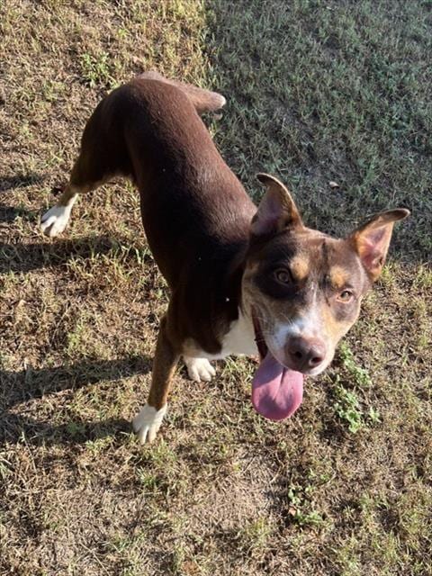 Photo of Zaxby's, adoptable Pit Bull Terrier in Augusta, Georgia