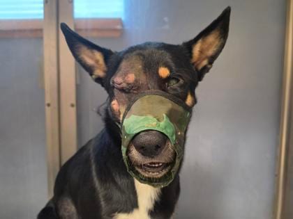 Photo of Tommy Pickles, adoptable dog in Georgetown, Texas