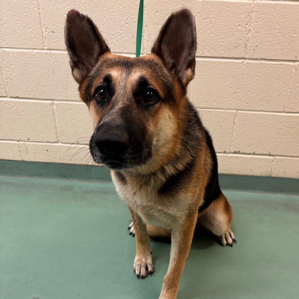 Photo of Baloney, adoptable dog