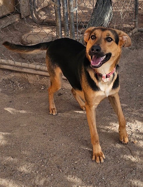 Photo of Charlee, adoptable German Shepherd Dog in MIDWAY, Utah