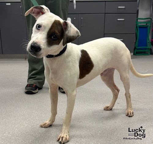 Photo of Charles, adoptable Jack Russell Terrier in Washington, District of Columbia