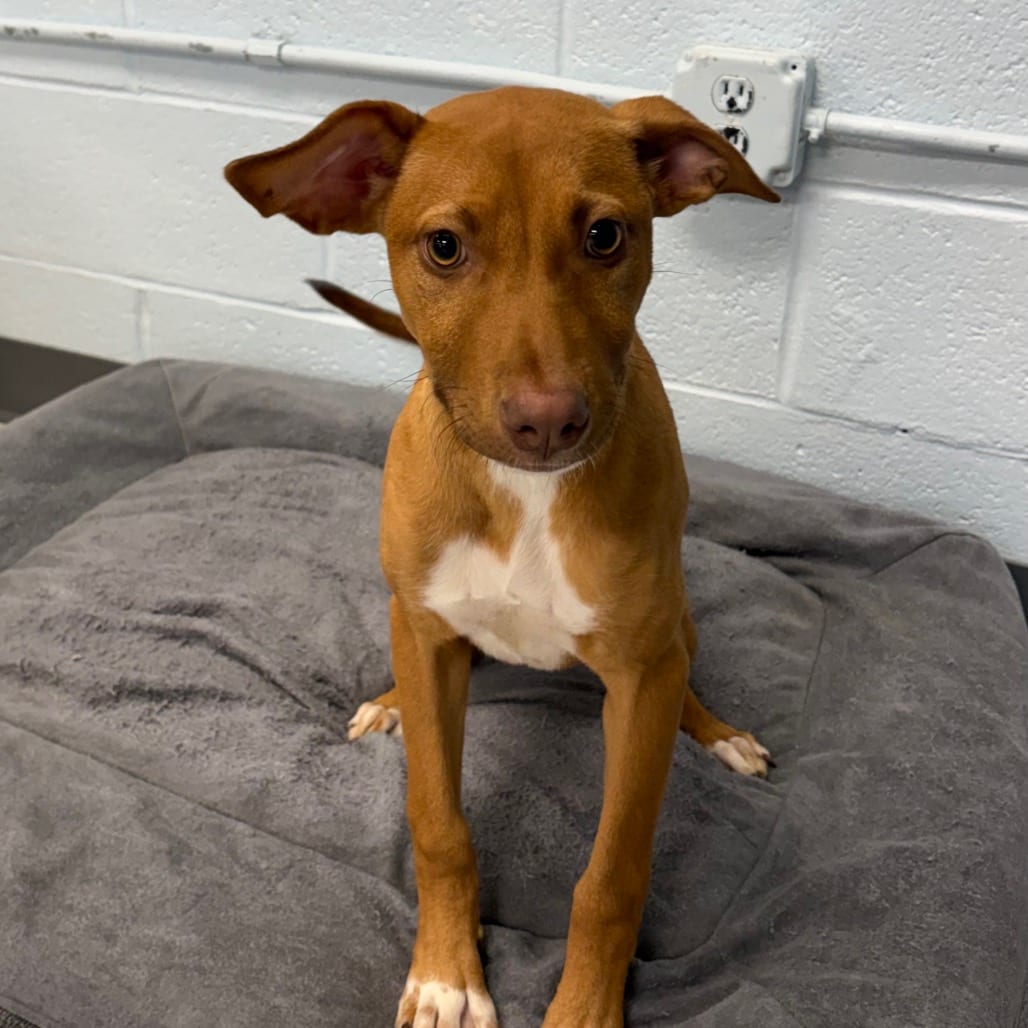 Photo of Margo, adoptable Terrier, Pit Bull in East Hanover, New Jersey