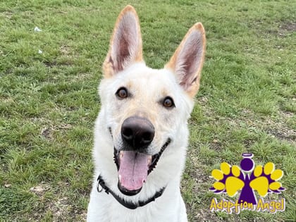 Photo of Rudy, adoptable dog in Georgetown, Texas