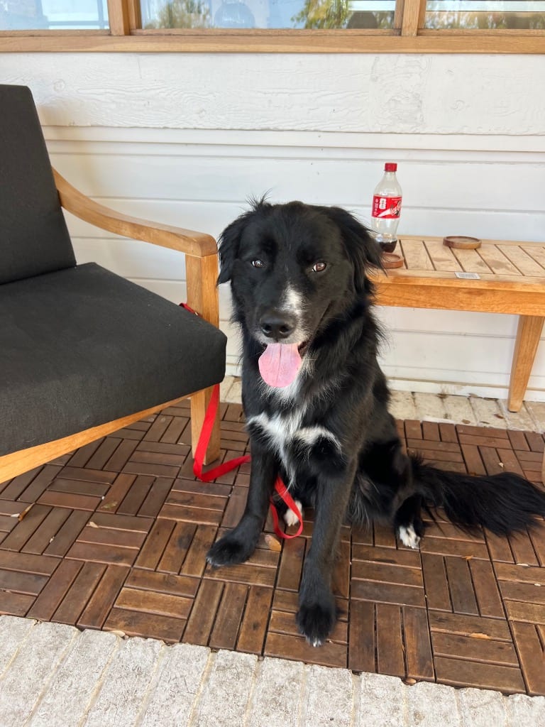 Photo of Fido, adoptable Border Collie in Texas