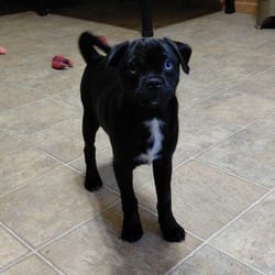 Photo of Shania KS, adoptable Pug Australian Shepherd in Hartford, Connecticut