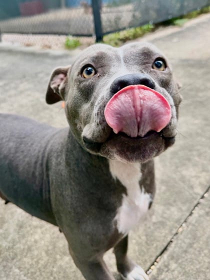 Photo of Nebula, adoptable Terrier in New Orleans, Louisiana