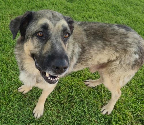 Photo of Lobo, adoptable German Shepherd Dog in Albuquerque, New Mexico