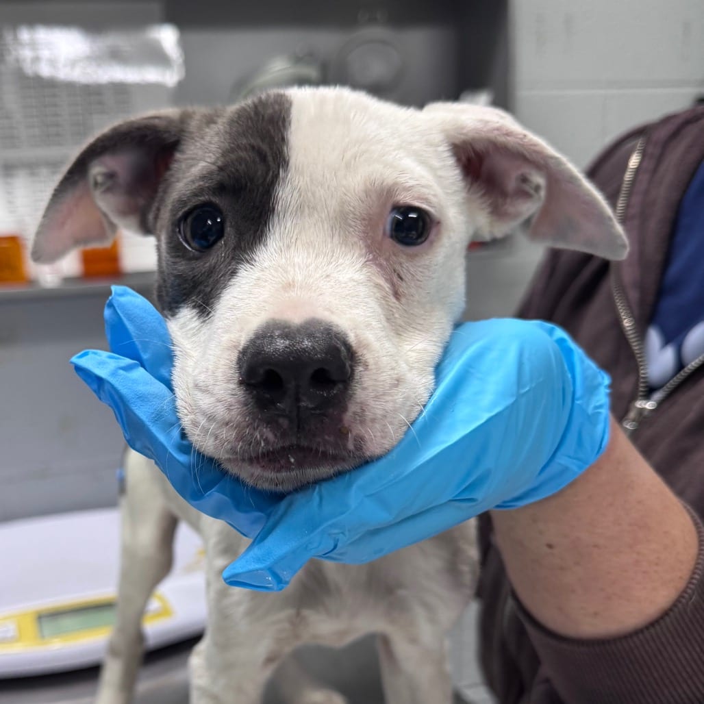 Photo of Coraline, adoptable Mixed Breed (Small) in Summerville, South Carolina