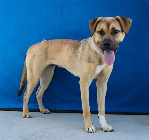 Photo of Coco, adoptable Mastiff in Baldwin Park, California
