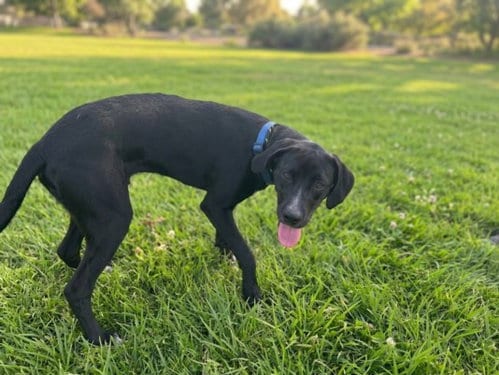Photo of Turbo, adoptable Labrador Retriever in Texas City, Texas