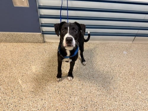 Photo of Roly, adoptable Labrador Retriever in Miami, Florida