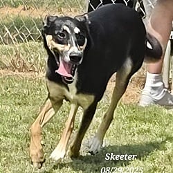 Photo of Skeeter, adoptable Border Collie in East Hartford, Connecticut