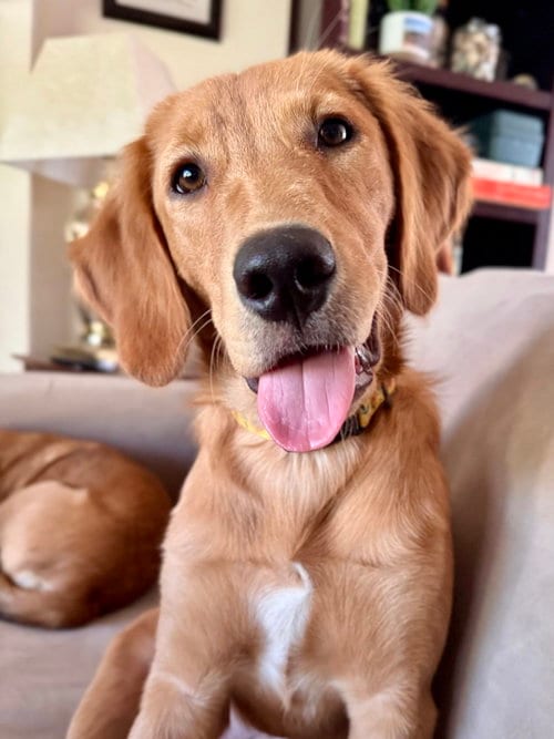 Photo of Holly, adoptable Golden Retriever in Evansville, Indiana