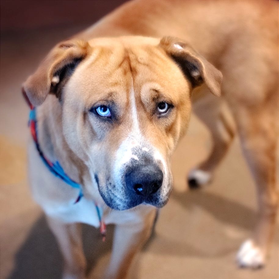 Photo of Express, adoptable Mixed Breed (Large) in Chattanooga, Tennessee