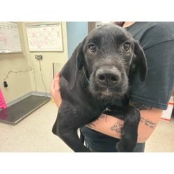 Photo of Onyx, adoptable Mixed Breed (Medium) in Maumee, Ohio