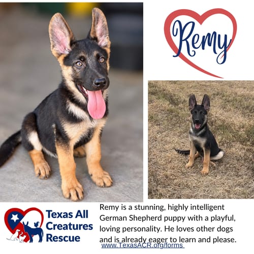 Photo of Remy, adoptable German Shepherd Dog in Lillian, Texas