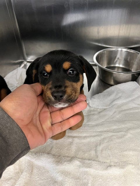 Photo of A436157, adoptable Rottweiler in Fayetteville, North Carolina