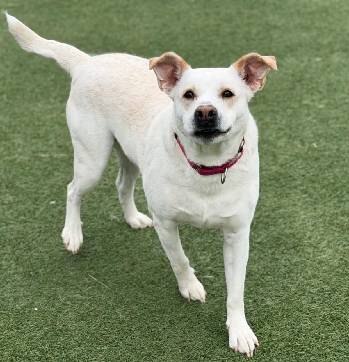Photo of Snow, adoptable Labrador Retriever/Mixed Breed (Medium) in Columbia, Illinois