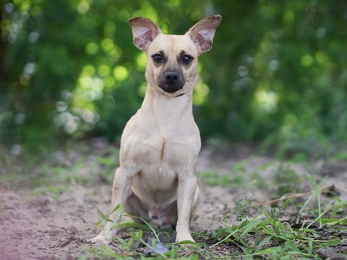 Photo of Skipper, adoptable Chihuahua in Tavares, Florida