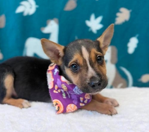 Photo of Sourdough, adoptable Beagle in Sedalia, Colorado