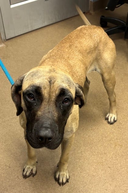 Photo of Chewbacca, adoptable dog in Chamblee, Georgia