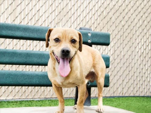 Photo of Ricky, adoptable Chihuahua in Norco, California