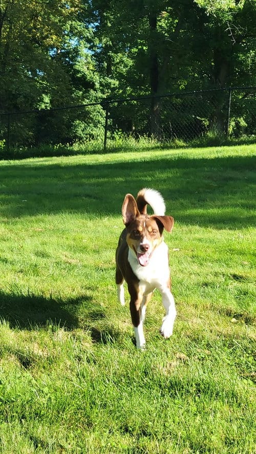 Photo of Auggie, adoptable Border Collie in Springdale, Pennsylvania