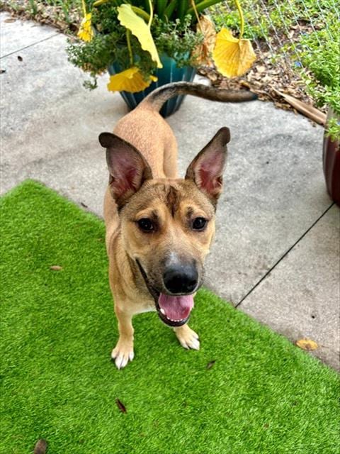 Photo of Skipper, adoptable Carolina Dog in Fort Myers, Florida