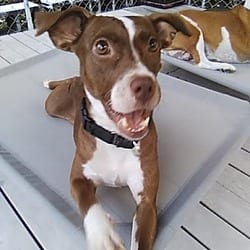 Photo of Kenzo, adoptable Mixed Breed (Medium) in Frederick, Maryland