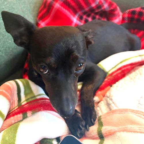 Photo of Aubergine, adoptable Chihuahua in Oakland, California