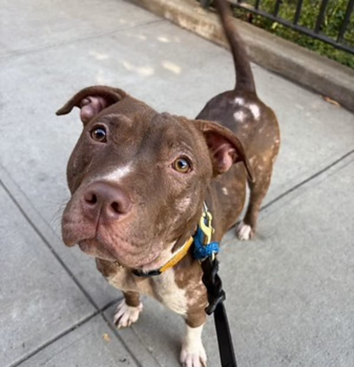 Photo of Penny, adoptable Mutt in New York, New York