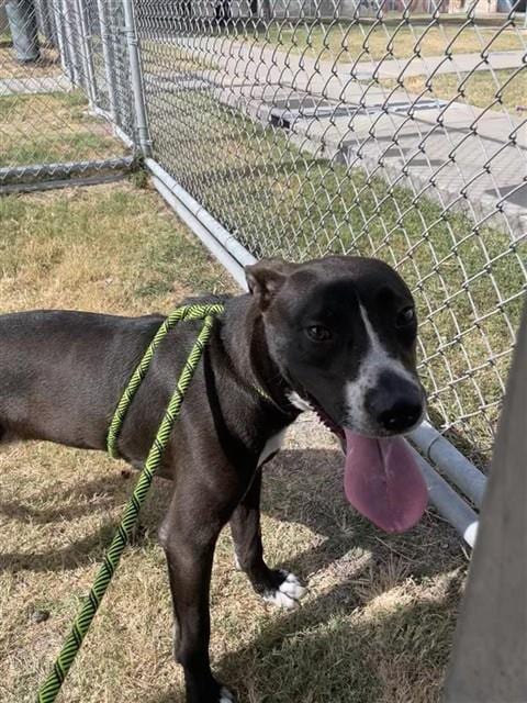 Photo of Brownie Batter Blizard Girl, adoptable Labrador Retriever in Corpus Christi, Texas