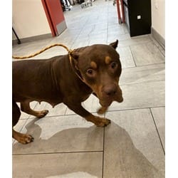 Photo of Serafina, adoptable Terrier (Unknown Type, Medium) in Doral, Florida