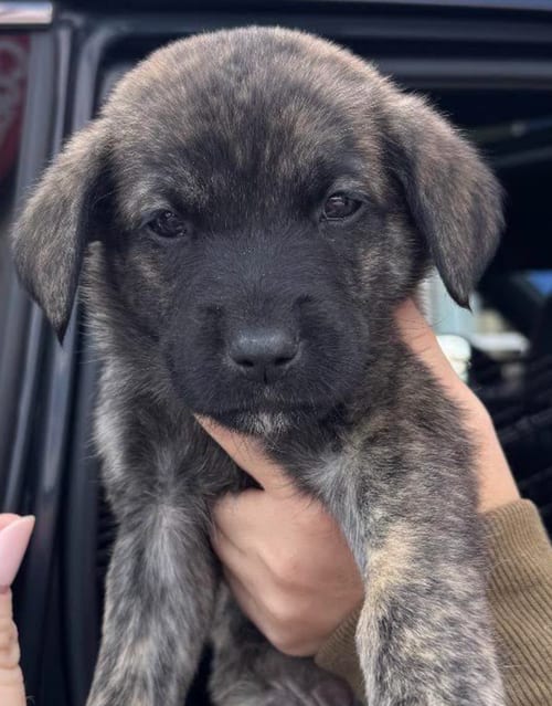 Photo of Spumoni, adoptable Flat-coated Retriever in Brooklyn, New York