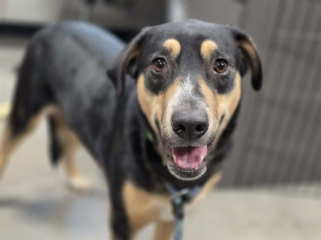 Photo of Monsoon, adoptable dog