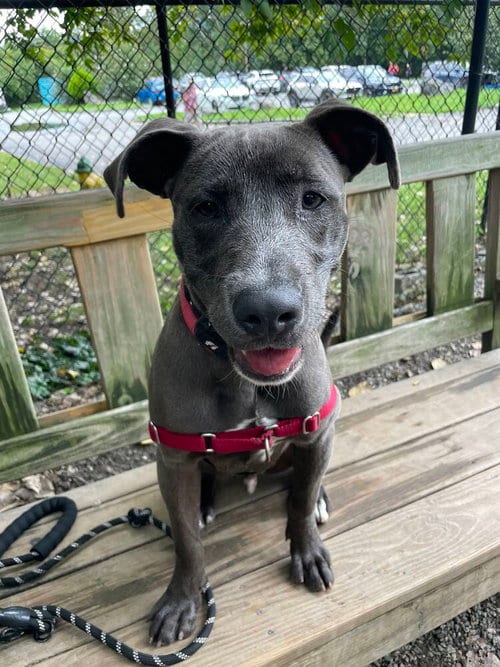 Photo of Bullet, adoptable Unknown breed / mixed in Elmsford, New York