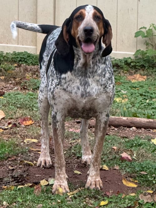 Photo of Henrietta Hound, adoptable Bluetick Coonhound in Mechanicsburg, Pennsylvania