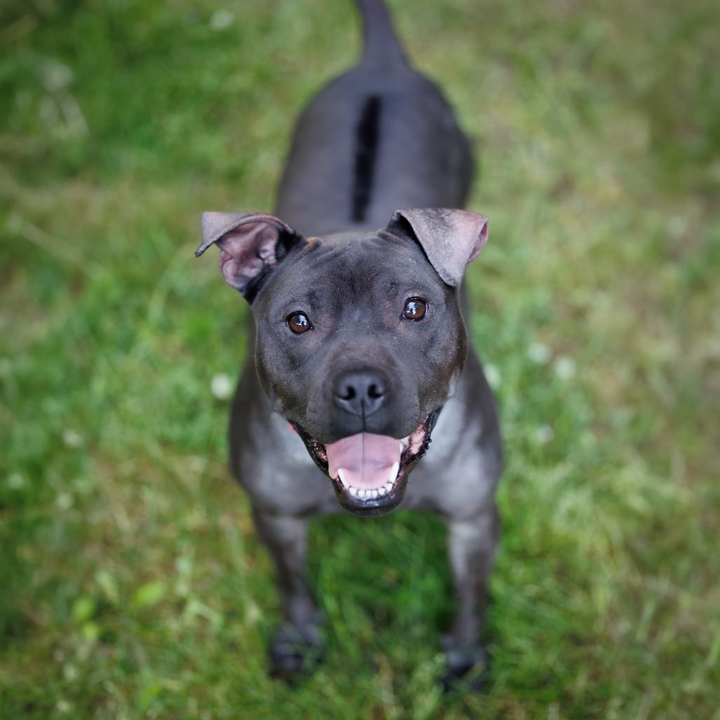 Photo of Isekai D9782, adoptable Terrier, Pit Bull / Mixed Breed (Medium) in Princeton area, Minnesota