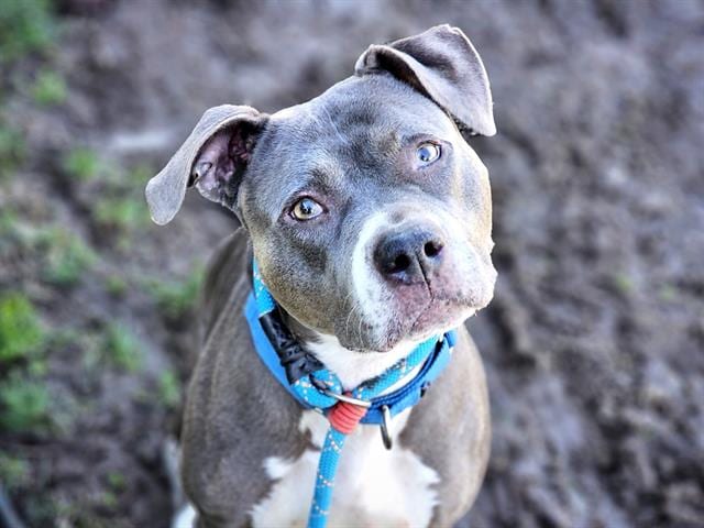 Photo of Jade, adoptable Pit Bull Terrier in San José, California