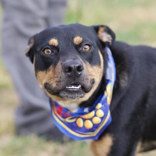 Photo of Reese, adoptable American Staffordshire Terrier in San Antonio, Texas