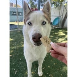 Photo of Charles, adoptable Mixed Breed (Medium) Husky in Chatsworth, California