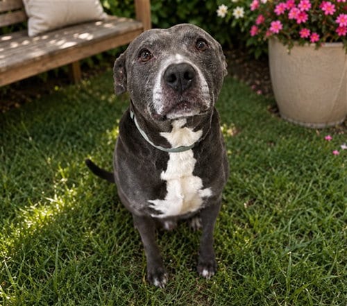 Photo of Benny, adoptable American Pit Bull Terrier in Ocala, Florida