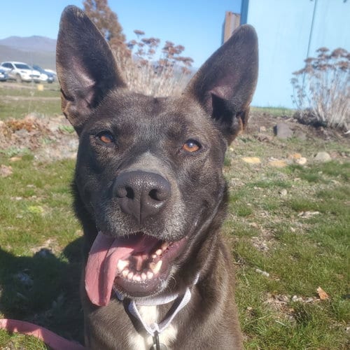 Photo of Freya, adoptable Australian Kelpie in Yreka, California