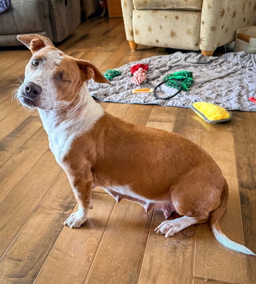Photo of Emma - Momma, adoptable Cattle Dog in San Diego, California
