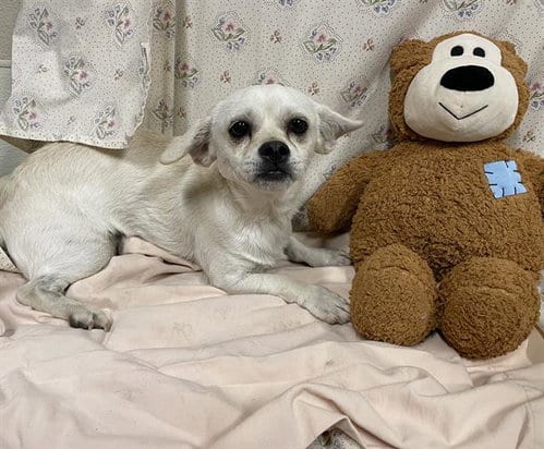 Photo of A614549, adoptable Chihuahua in Modesto, California