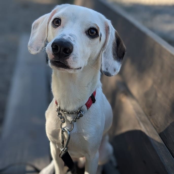 Photo of Pepper Jack, adoptable Mixed Breed (Small) in West Olive, Michigan